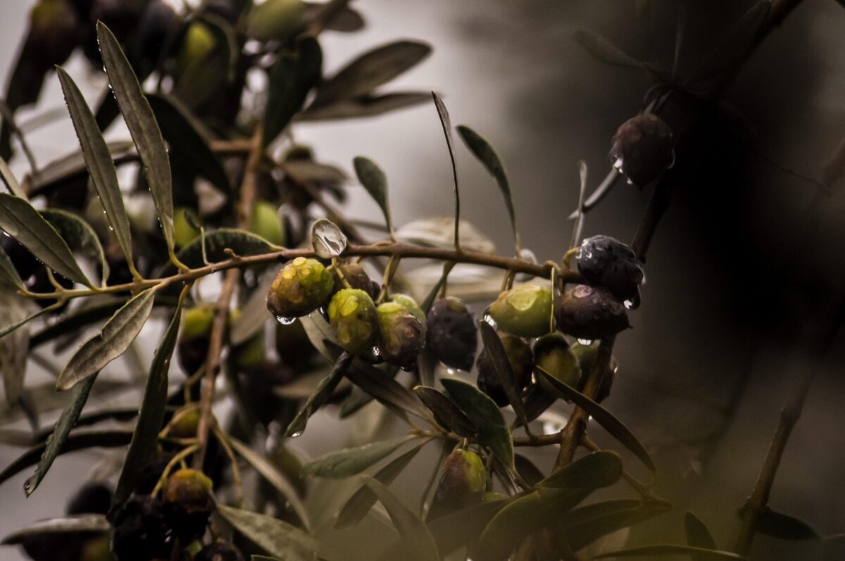 Olive Verdi (Sottaceto, in Scatola o in Bottiglia)