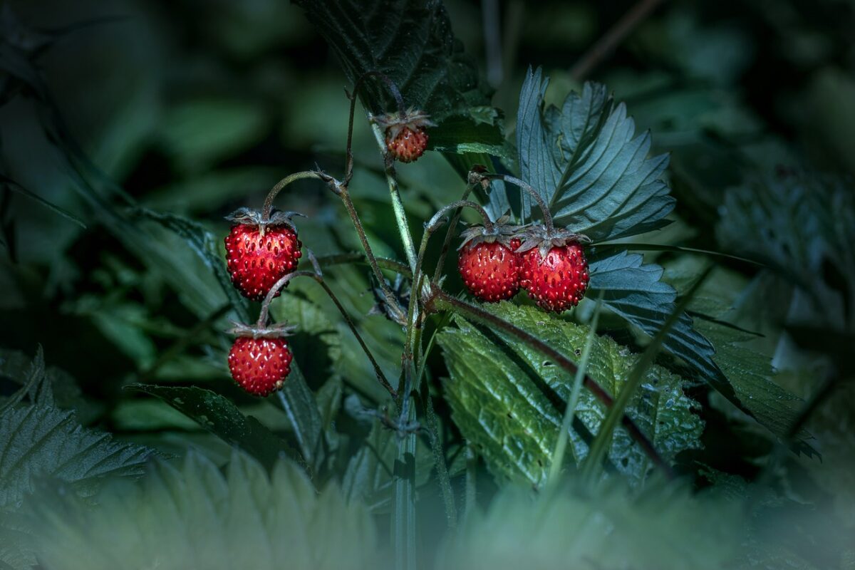 Fragole Sciroppate (Cotte o in Scatola)