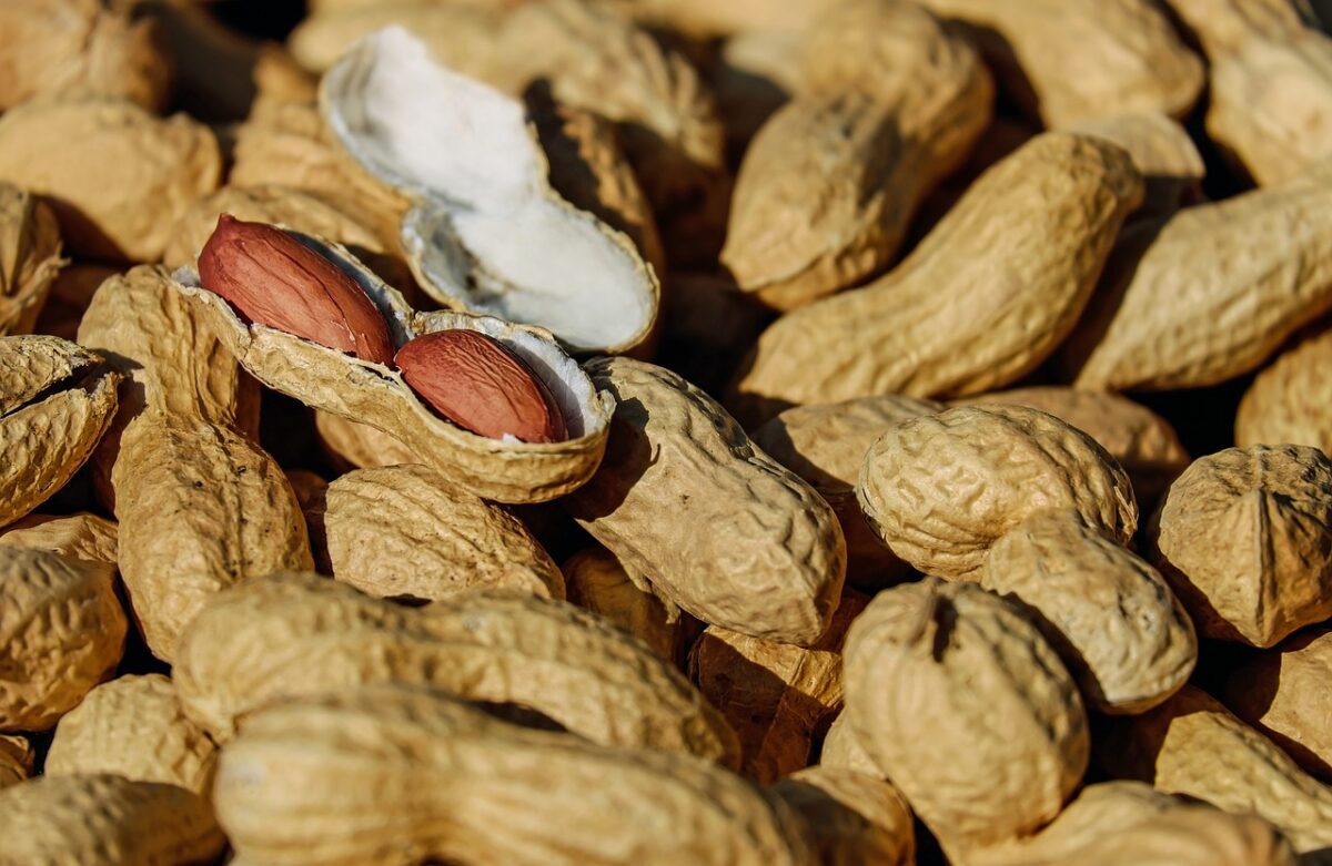 Noci di Macadamia Tostate a Secco (con Aggiunta di Sale)