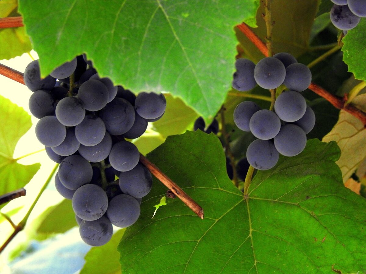 Succo d’uva