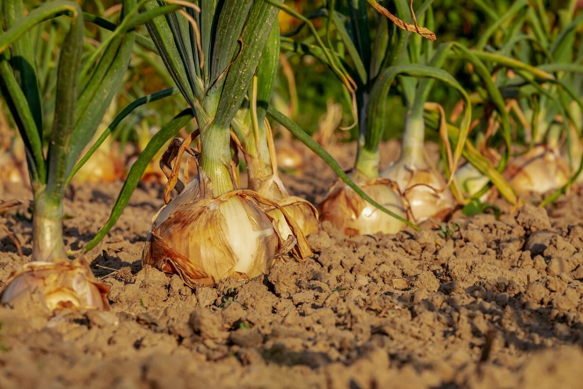Anelli di Cipolla (Impanati e Fritti)