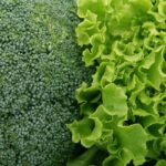 Lattuga a Foglia Verde