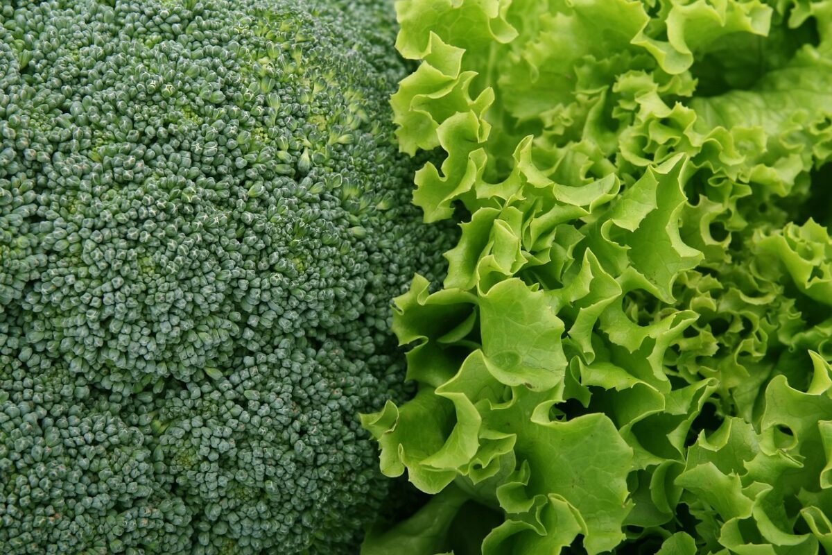 Lattuga a Foglia Verde