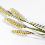 Cracker di Farina di Frumento (Semplice o al Miele, con Cannella)