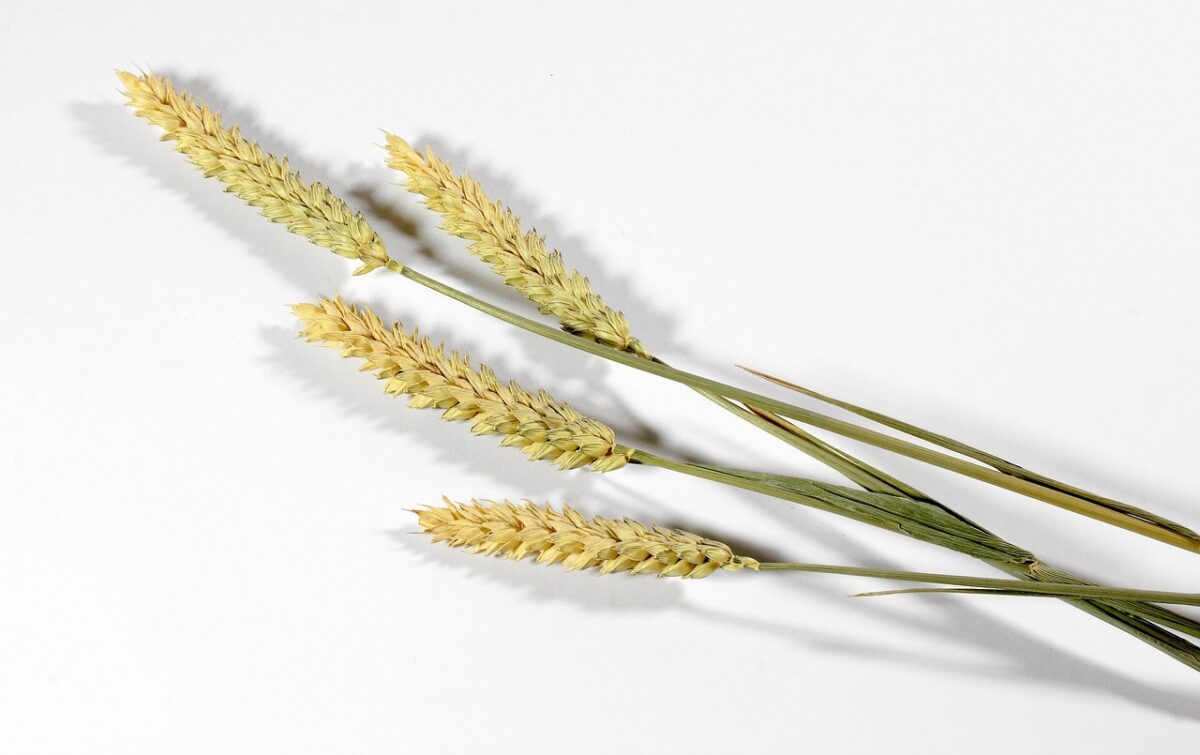Cracker di Farina di Frumento (Semplice o al Miele, con Cannella)
