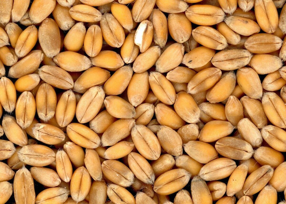 Cialda 100% Integrale o ai Cereali