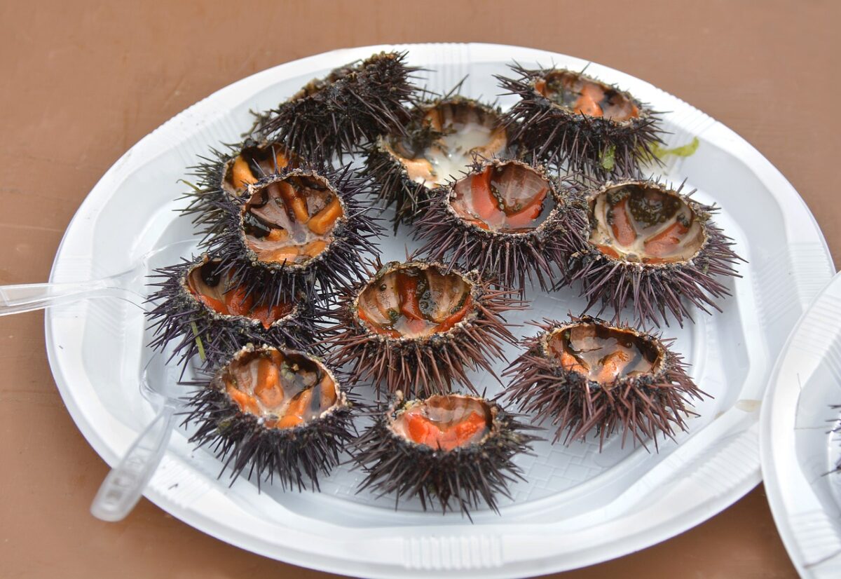 Ricci di Mare