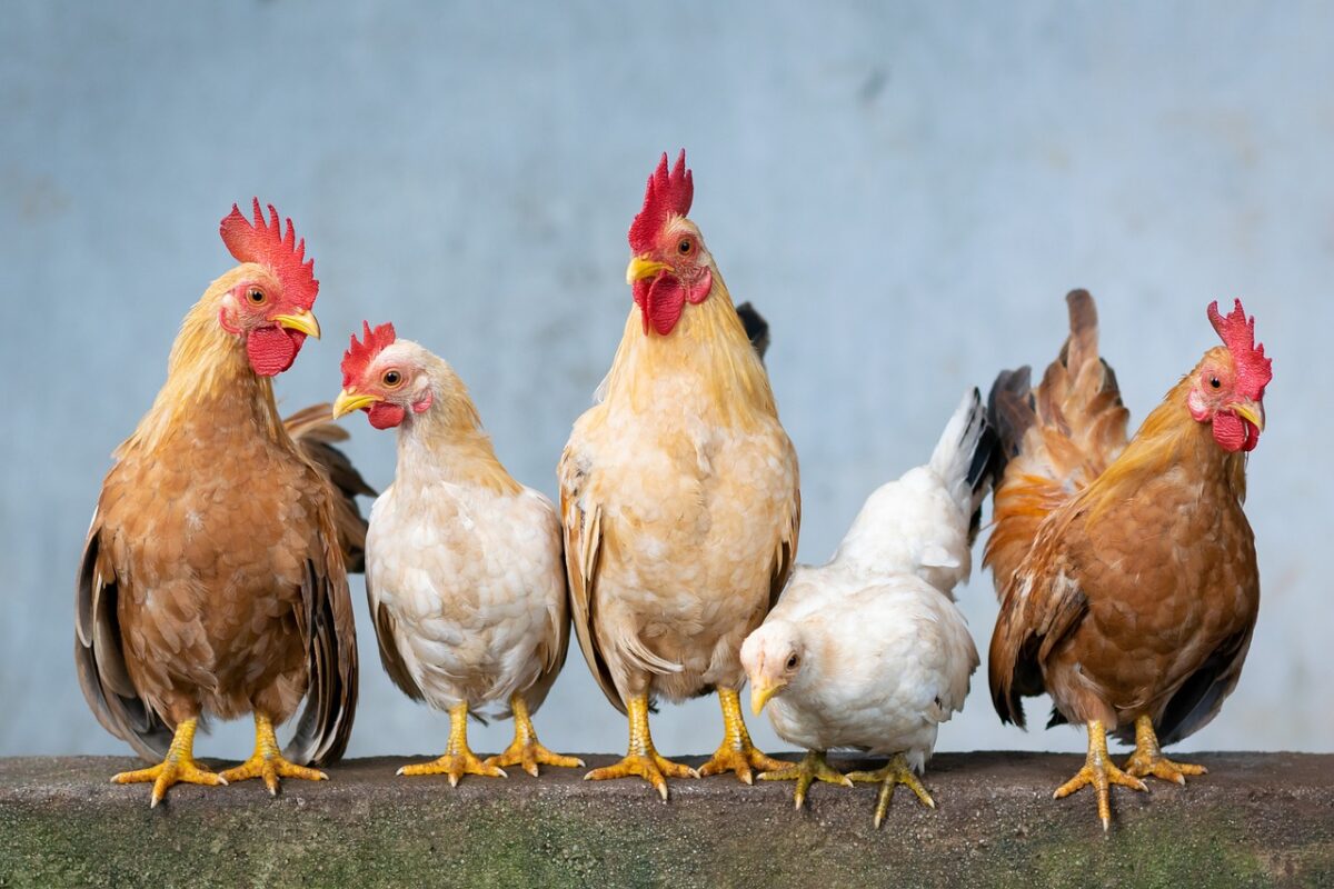 Pollo (Impanati e Fritti)