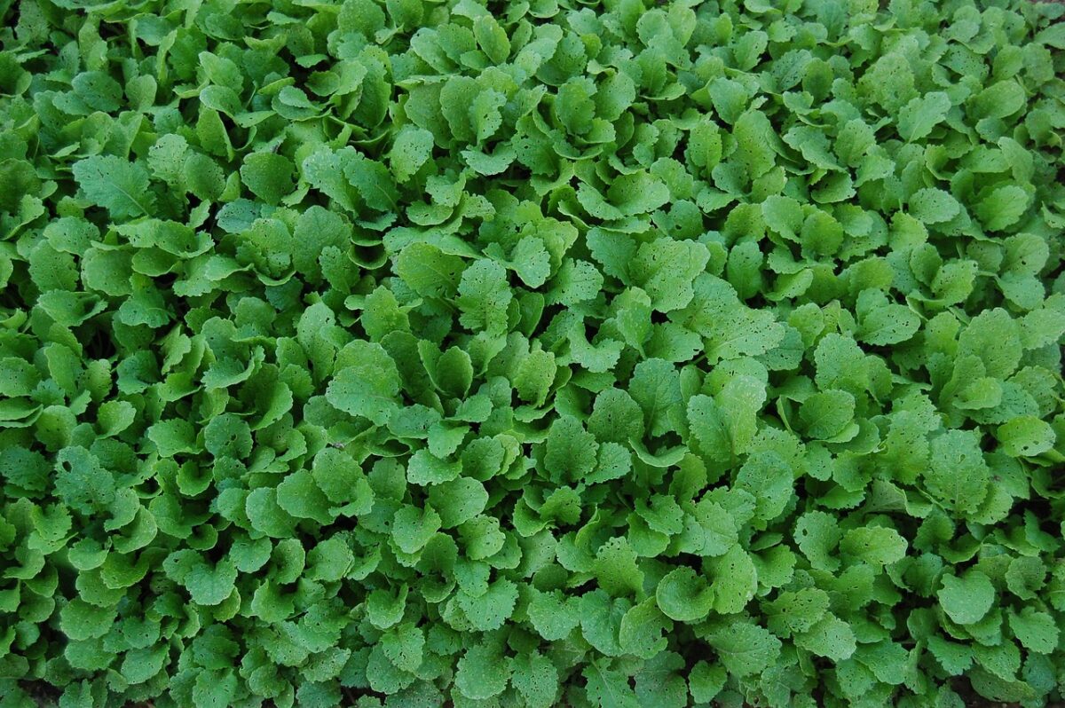 Cime di Rapa