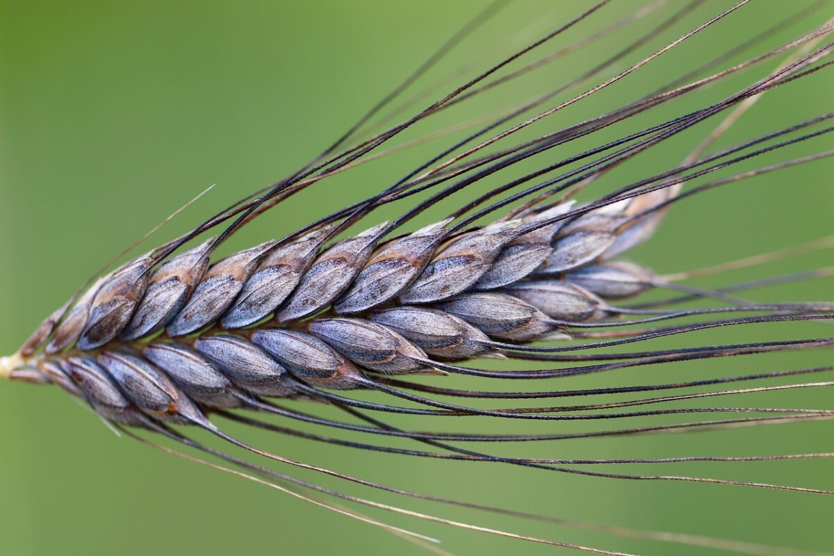 Minestra di Farro