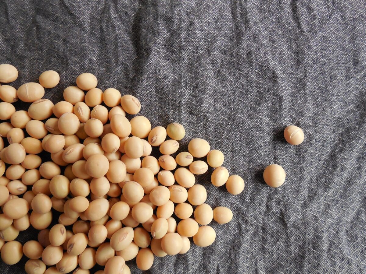 Semi di Soia (Maturi, senza Sale, Cotti, Bolliti)