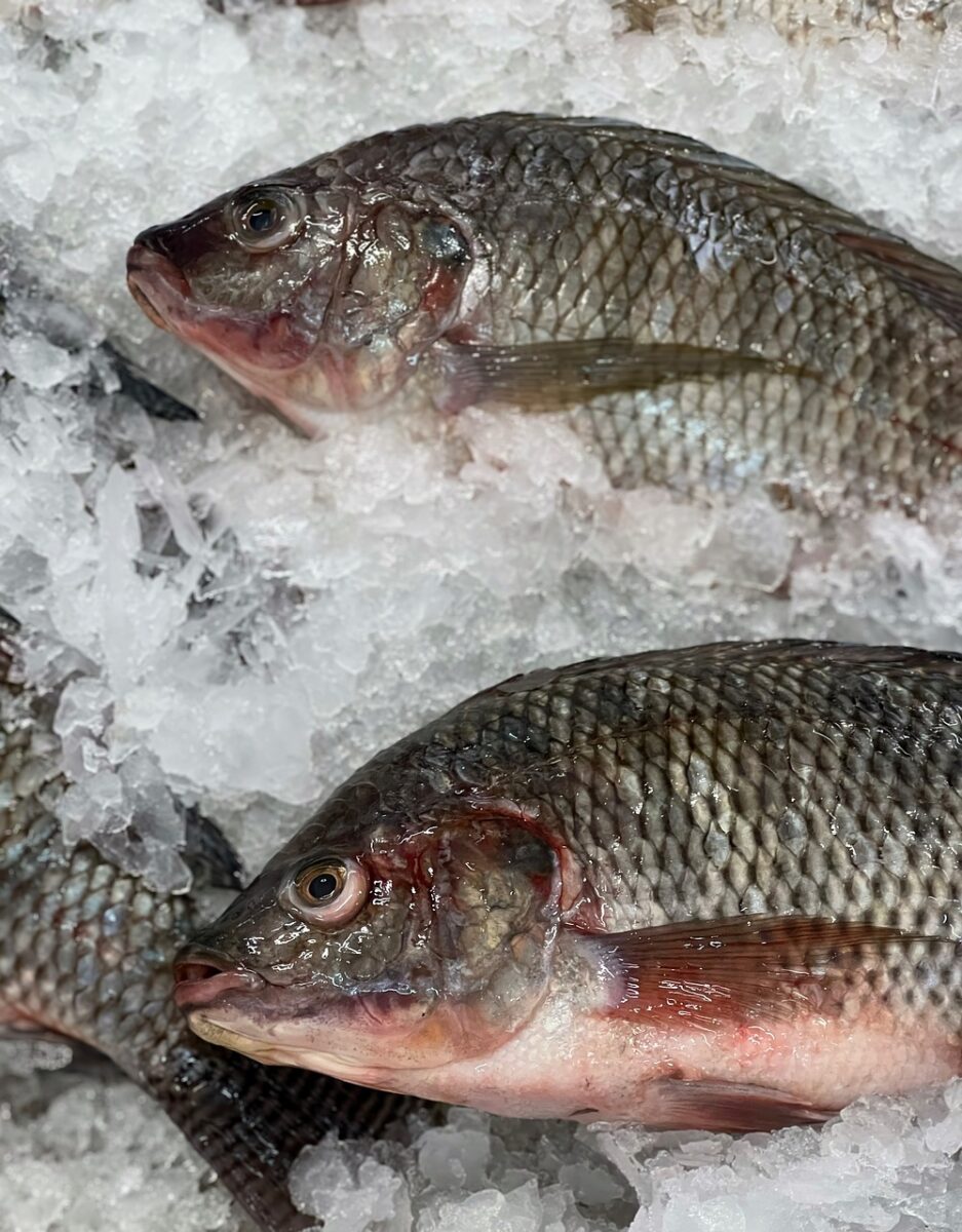 Tilapia (Pesce della Specie dei Ciclidi) (Cotto, al Cartoccio)