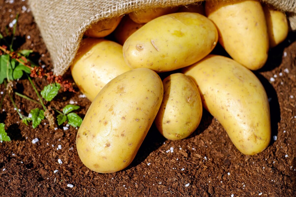 Patate Rosse (Polpa e Buccia)