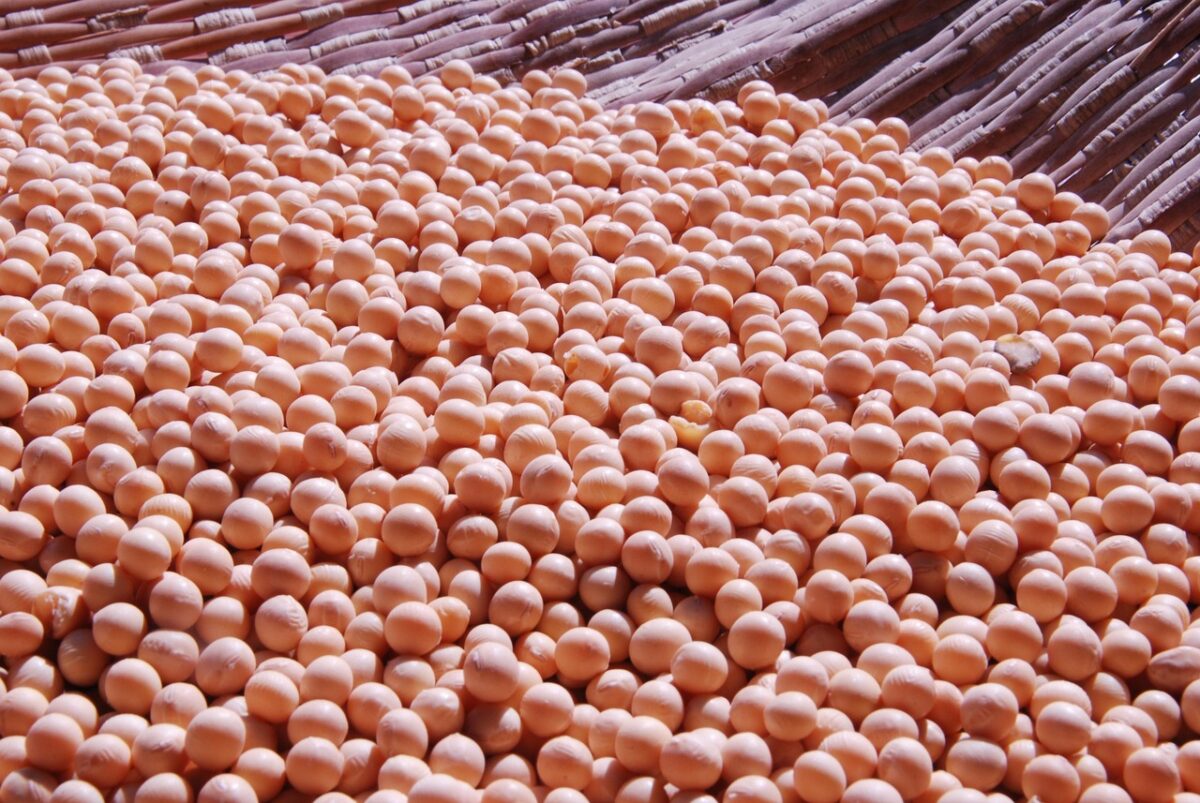 Soia (Formaggio Fresco)