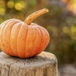 Fiori di Zucca