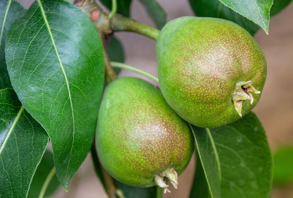 Pera (Cotta o in Scatola)