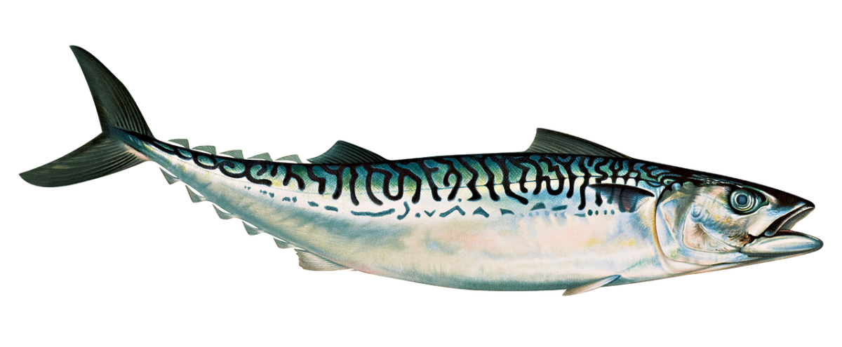 Sgombro Dell’atlantico