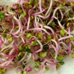 Germogli di Alfalfa (Erba Medica)