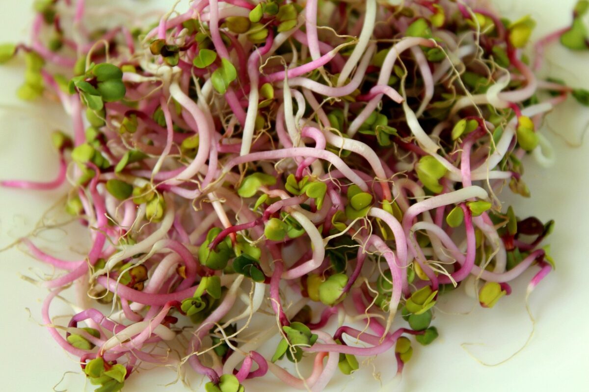 Germogli di Alfalfa (Erba Medica)