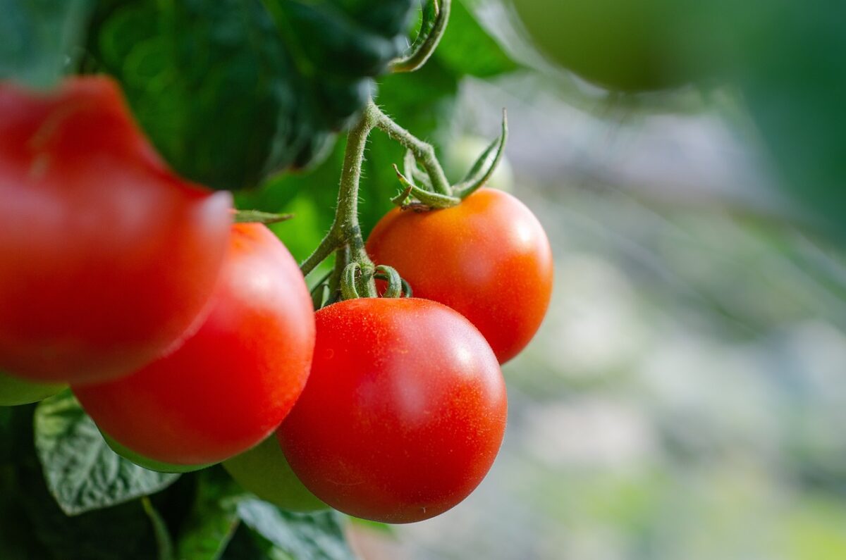 Pomodori con Riso
