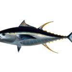 Tonno Pinna Gialla (Pesce)