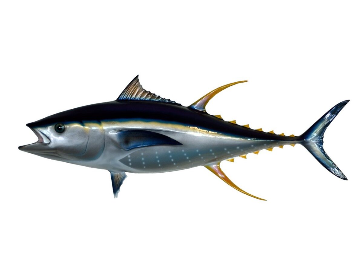 Tonno Pinna Gialla (Pesce)