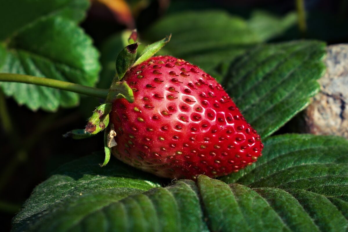 Guava alla Fragola