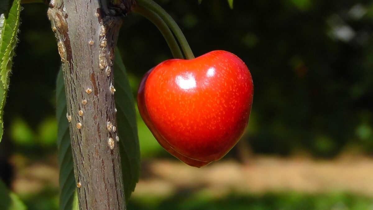 Ciliege Bing