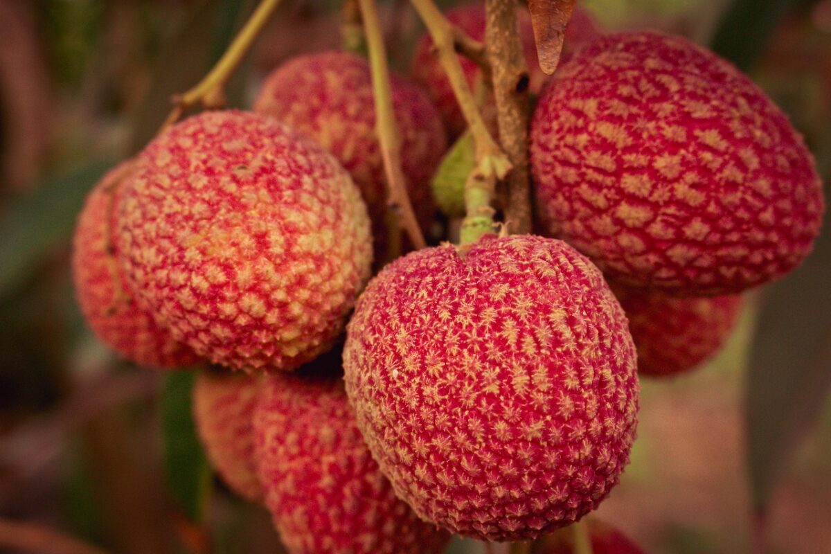 Lychee