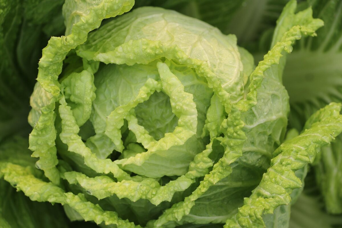 Cavolo Cinese (Bok-Choy, Pak-Choi)