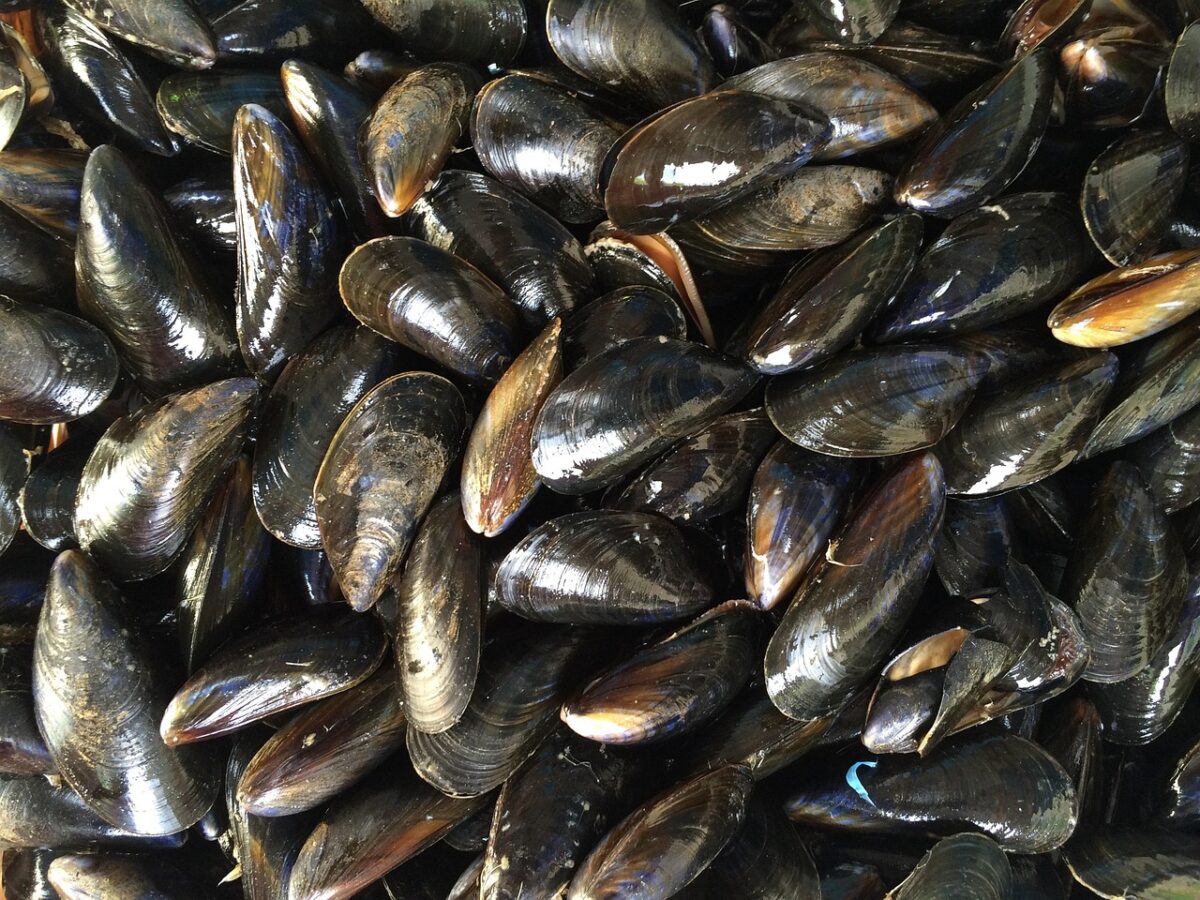 Cozze Ripiene