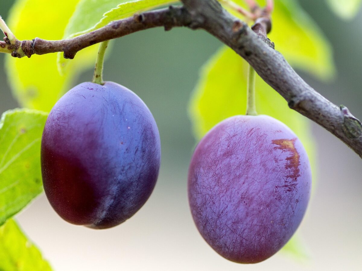 Prugne