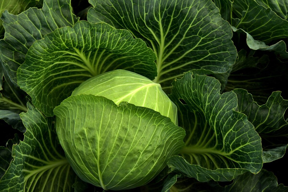 Cavoli