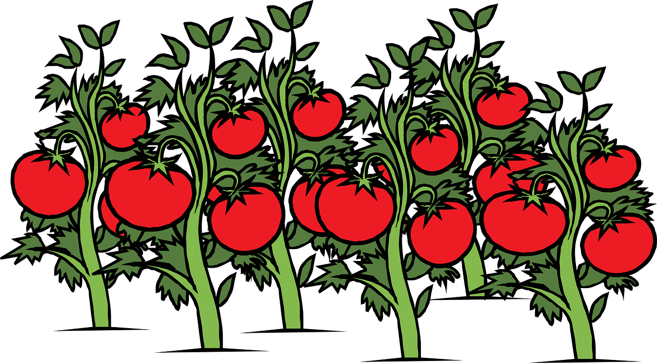 Pomodoro Verde