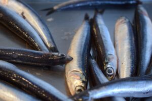 anchovies, fish, food, seafood, sardines, oily fish, herring, nature, animal, closeup