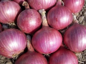 onion, vegetables, power, nature, red onion, onion, onion, onion, onion, onion, red onion