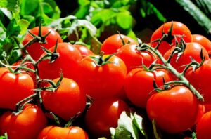 tomatoes, fruit, food, harvest, produce, organic, natural, red tomatoes, fresh, market, tomatoes, tomatoes, tomatoes, tomatoes, tomatoes