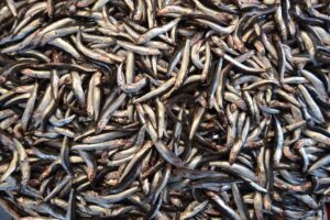 anchovy, fish, nature, marine, animal, aquatic animal, fish heap, fish market