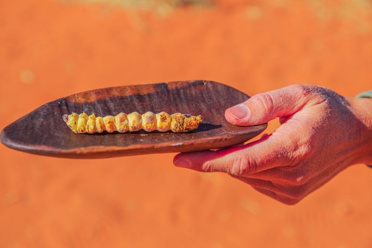 Witchetty Grub: la prelibatezza australiana che sorprende i palati