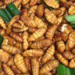 Insetti commestibili: lo snack proteico dal gusto sorprendente