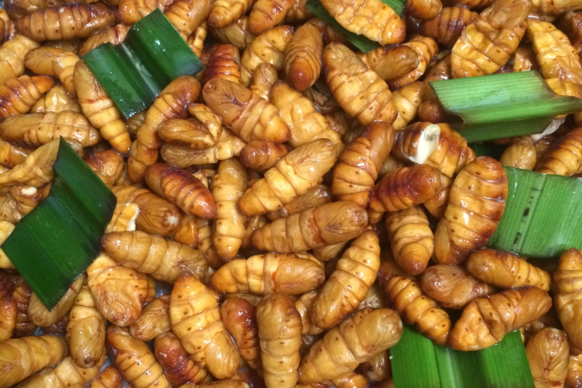 Insetti commestibili: lo snack proteico dal gusto sorprendente