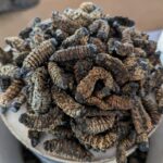 Mopane Worms: lo snack africano che sorprende