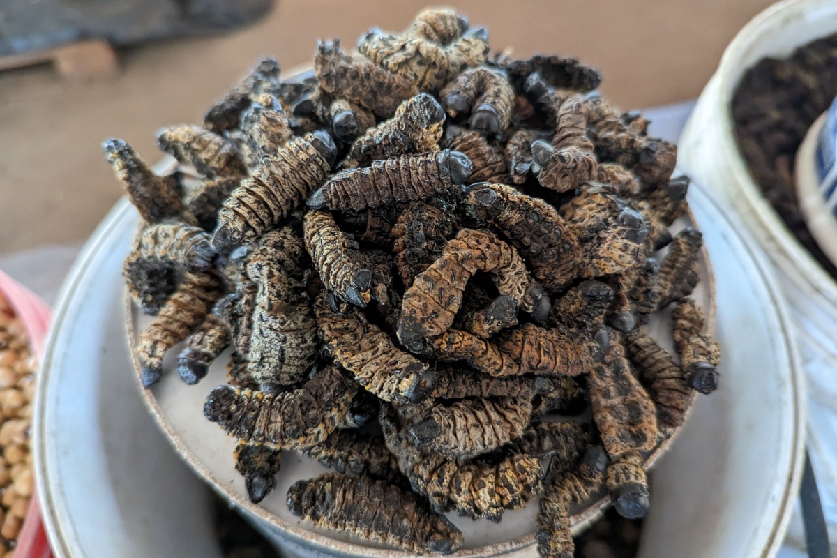 Mopane Worms: lo snack africano che sorprende