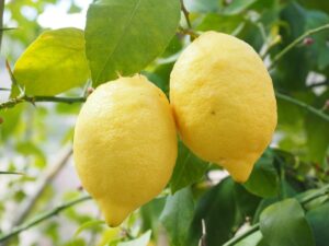 lemon, limone, lemon tree, citrus × limon, citrus plant, citrus, fruit, tropical fruit, yellow, ripe, vitamins, hang, healthy, fruity, lemon yellow, light yellow, lemon cultivation, lemon plantation, plantation, fruit tree, lemon, lemon, lemon, lemon, lemon, lemon tree
