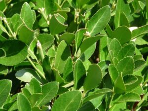 real laurel, plant, laurus nobilis, noble laurel, spice laurel, laurel plant, lauraceae, laurel, laurus, nature, shrub, tree, deciduous wood, leaves, green, evergreen