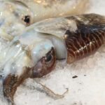 Gnocco di seppia senza patate