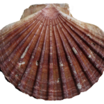 Capasanta (Varie Specie)
