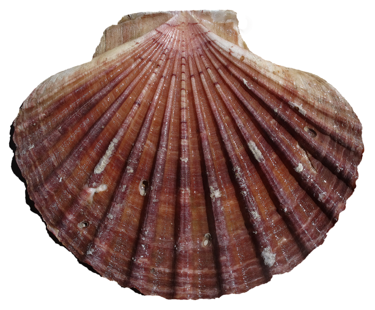 Capasanta (Varie Specie) Capasanta (Varie Specie)