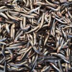 Acciughe alla povera