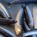 Alici al forno (ricetta semplice e leggera)